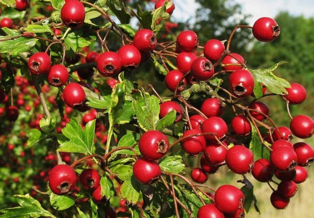 edX Releases the Hawthorn Beta Version of the Open edX Platform