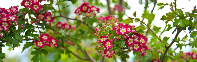 The Hawthorn Open edX Release Plan Will Start This Month