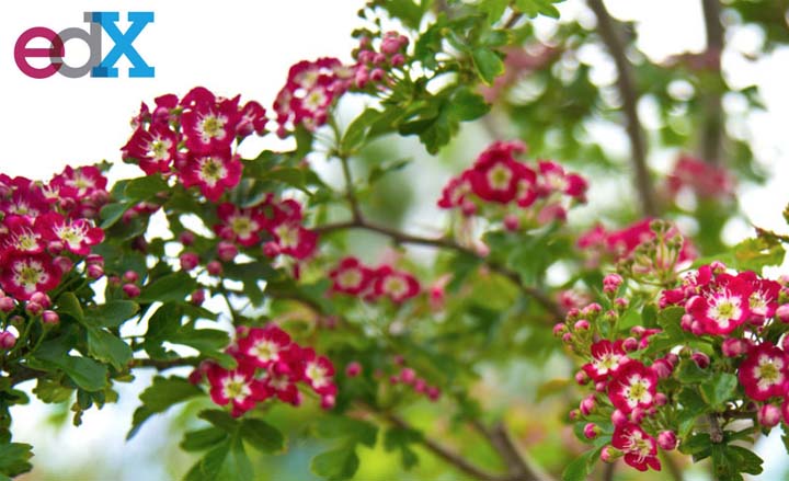 EdX Creates "Hawthorn Day" to Get Feedback Before Releasing its Latest Code