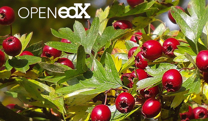 Open edX | August 2018 Newsletter : Hawthorn, Jupyter Notebook, Georgia Tech, Campus-IL…