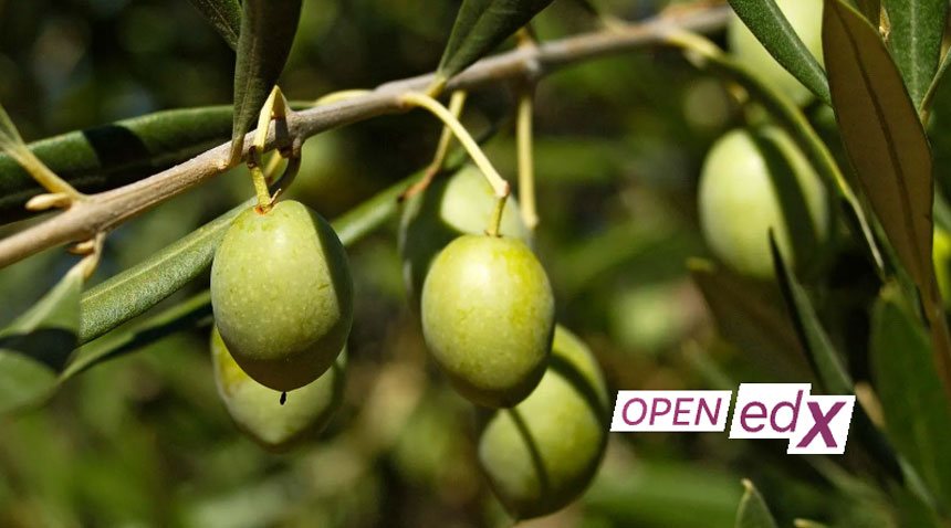 Open edX Released the Fifteenth Version of Its Software Platform