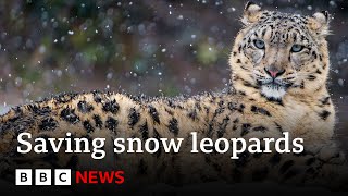 Could AI help save snow leopards from extinction?