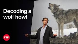 Why do wolves howl? With the help of AI, we're getting closer to an answer