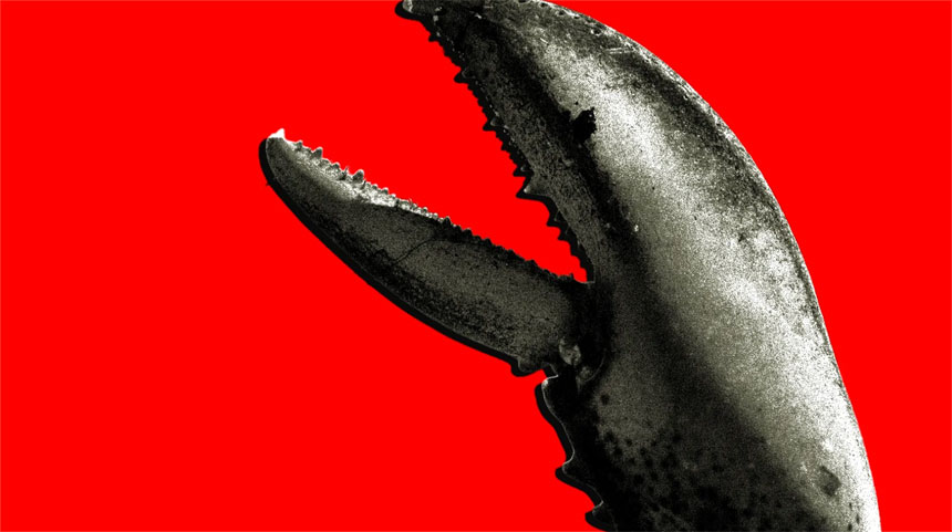 OpenClaw Technology Enjoys Unprecedented Popularity in China