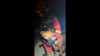 Spanish firefighters save calf from smoke and flames