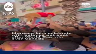 Morocco fans celebrate World Cup victory with beloved pet goat