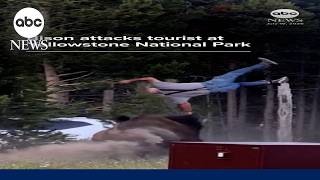 Bison attacks tourist at Yellowstone National Park