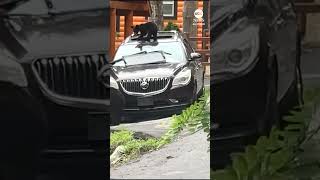 Bear and cub ransack car in Tennessee
