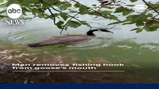 Man frees goose with fishing hook stuck in mouth